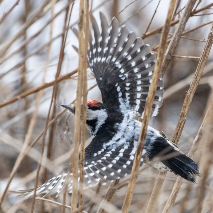 Малый пестрый дятел зимой