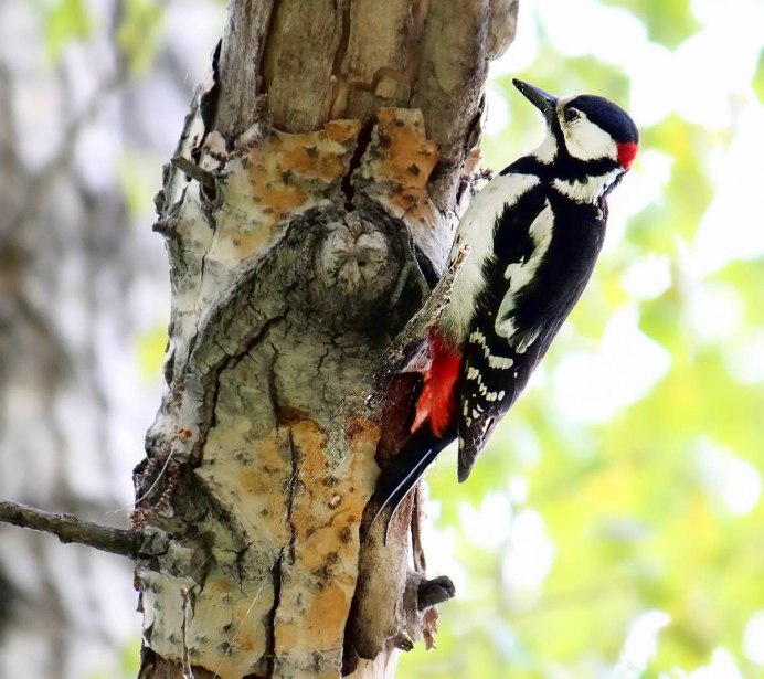 Птичка похожая на дятла только меньше