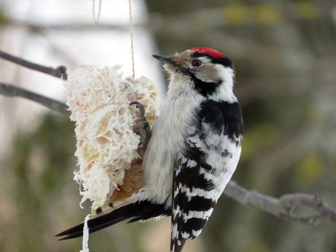 Малый пестрый дятел