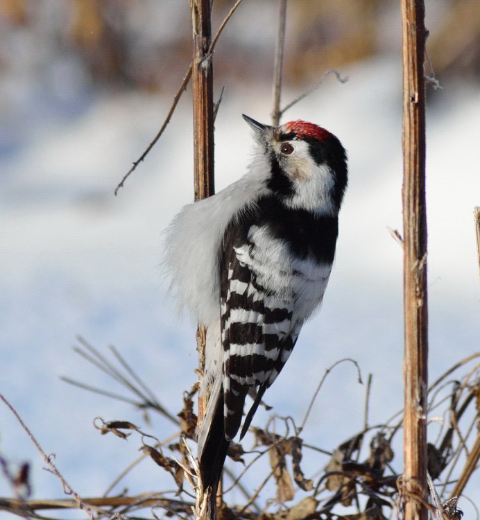Малый дятел (Dendrocopos Minor)