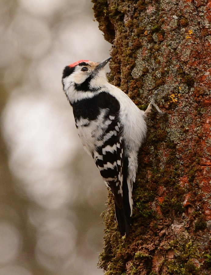 Малый пестрый дятел гнездование