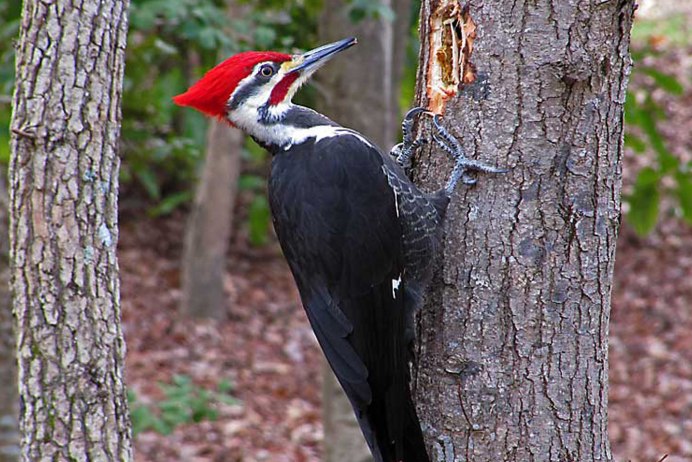 Пестрый дятел с красной шапочкой