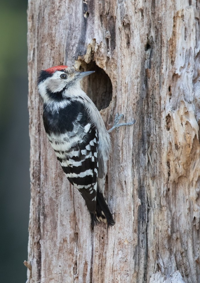 Малый пестрый дятел