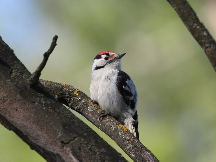Маленький серый дятел