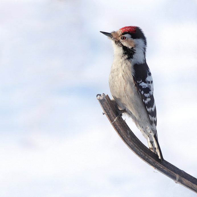 Малый пестрый дятел