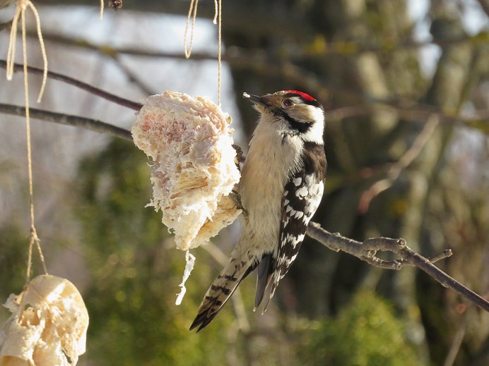 Дятел самка и самец