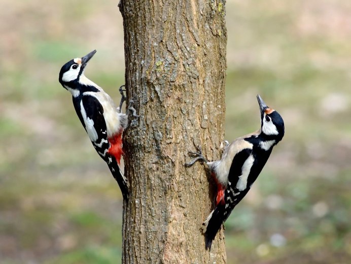 Средний пёстрый дятел Dendrocopos Medius