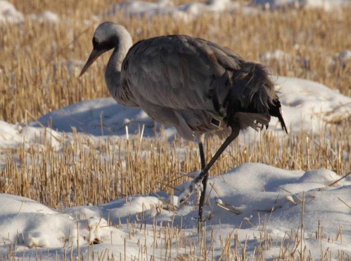 Серый журавль Grus Grus