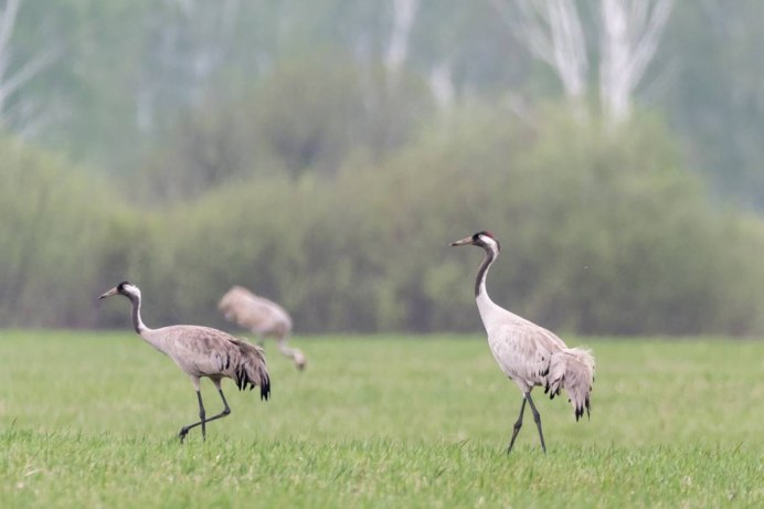 Серый журавль (Grus Grus (l.)