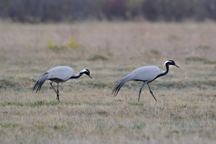 Журавль серый (Grus Grus Linnaeus, 1758)