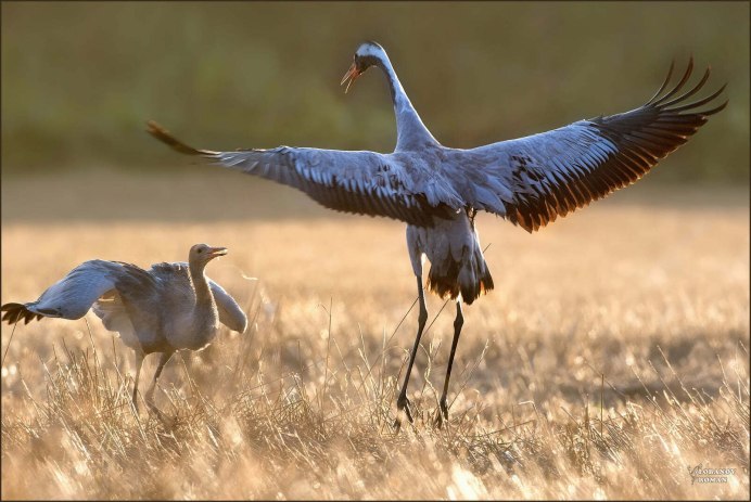 Серый журавль Grus Grus