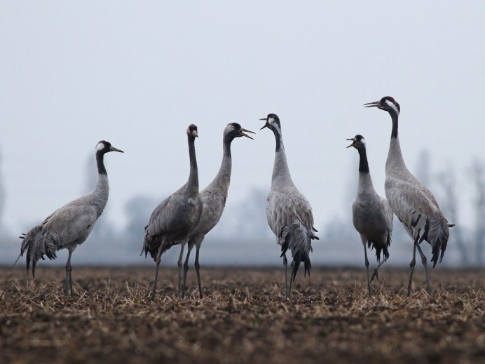 Серый журавль Grus Grus