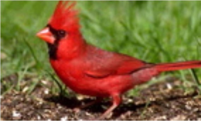 Ruby crowned Kinglet птица