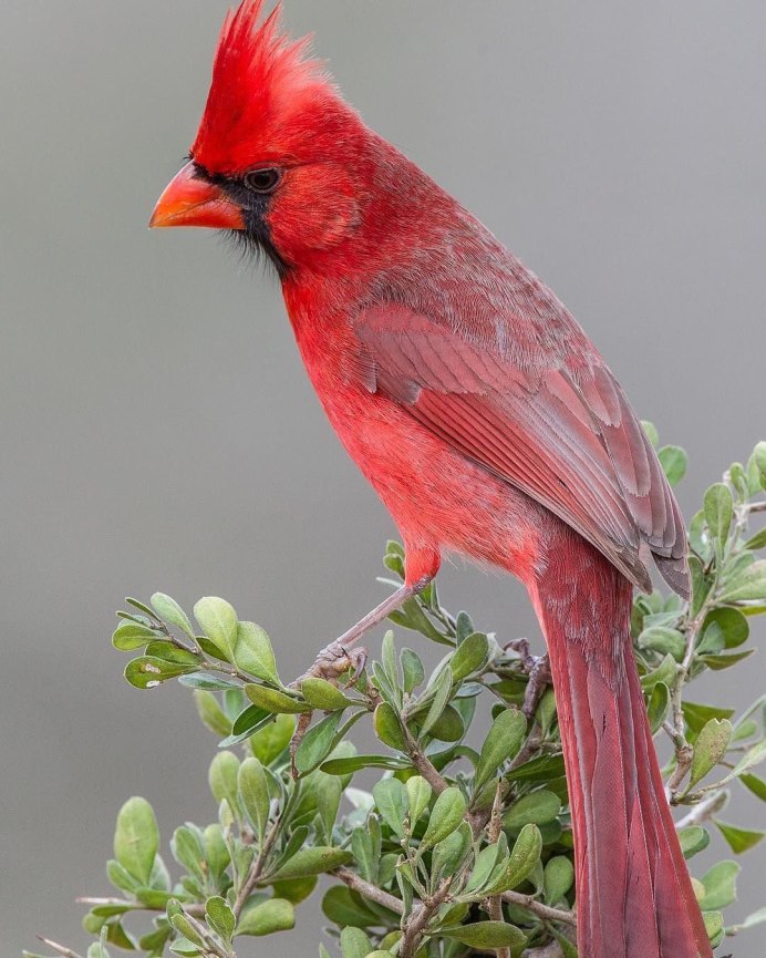 Свиристелка хохлатая