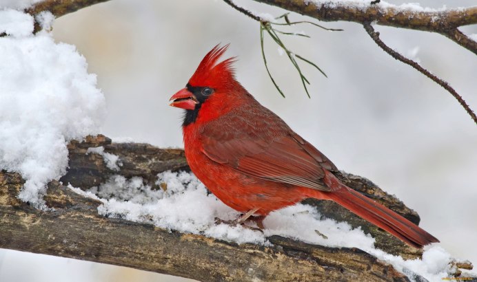 Розовый Кардинал