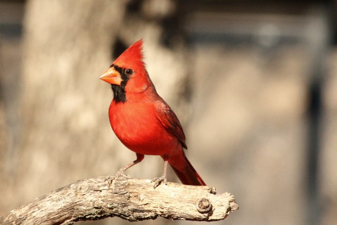 Магелланов Королевский дятел