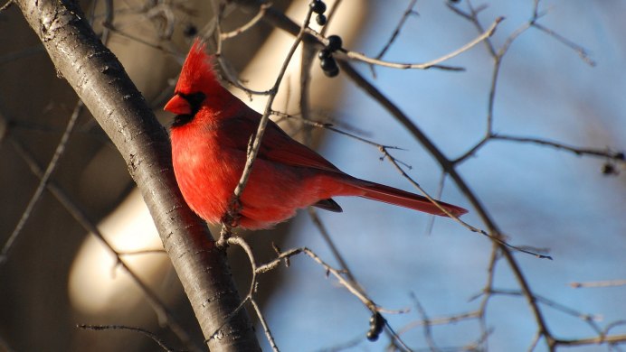 Птица с красной грудкой и хохолком