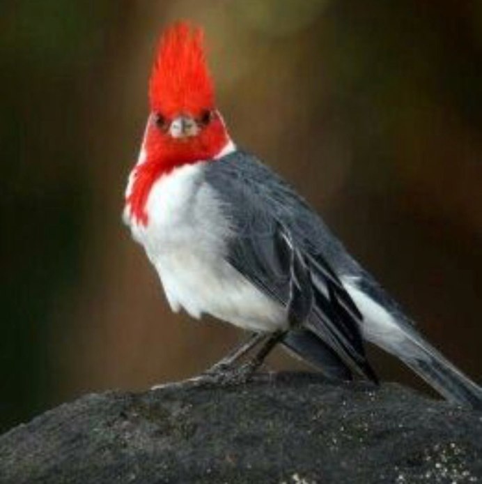 Красный Кардинал самка