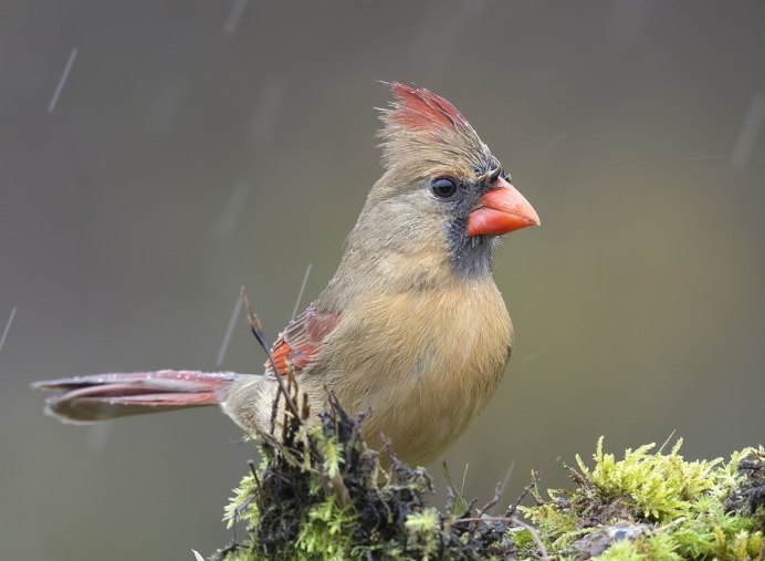 Птичка с красным хохолком