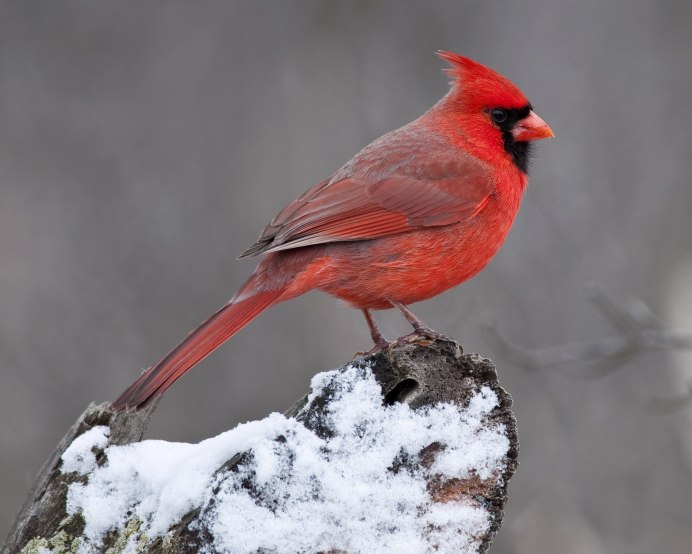 Красный Кардинал ред