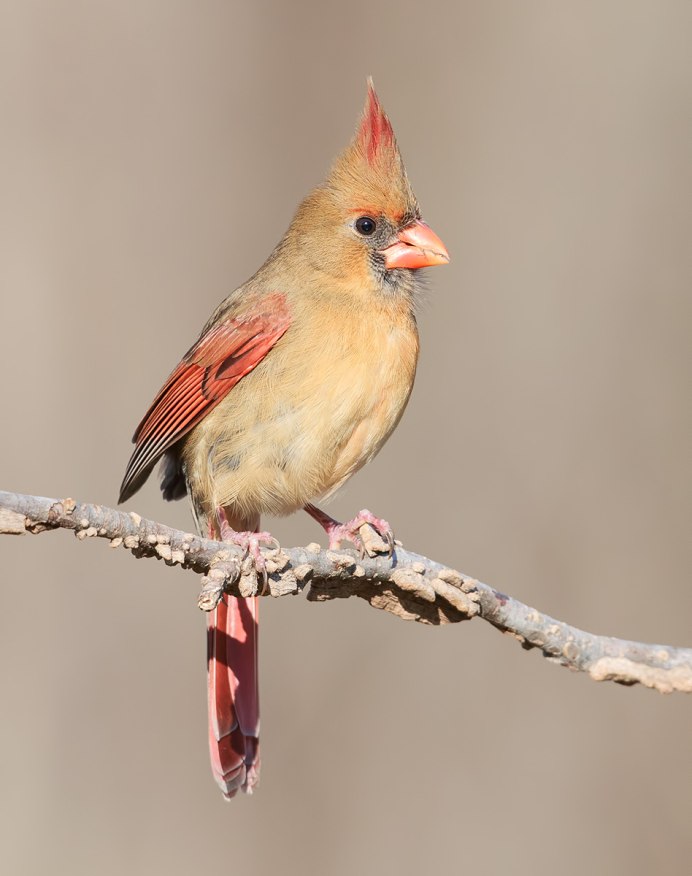 Красная птичка с хохолком название