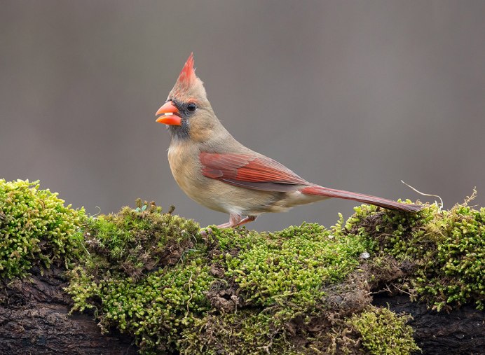 Птица с красным хохолком