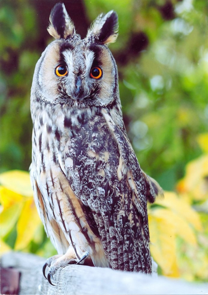 Сова с ушками