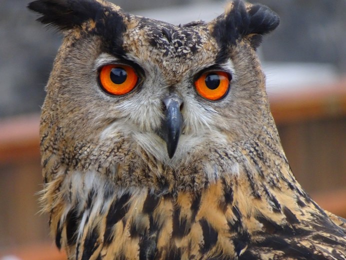 Полярная ушастая Сова