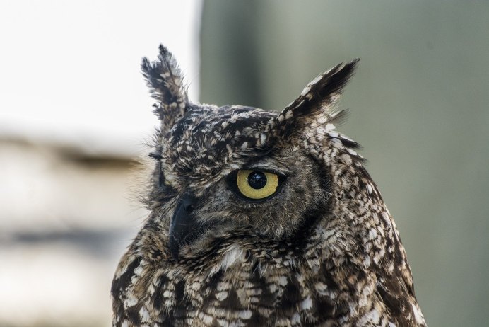 Сыч и ушастая Сова