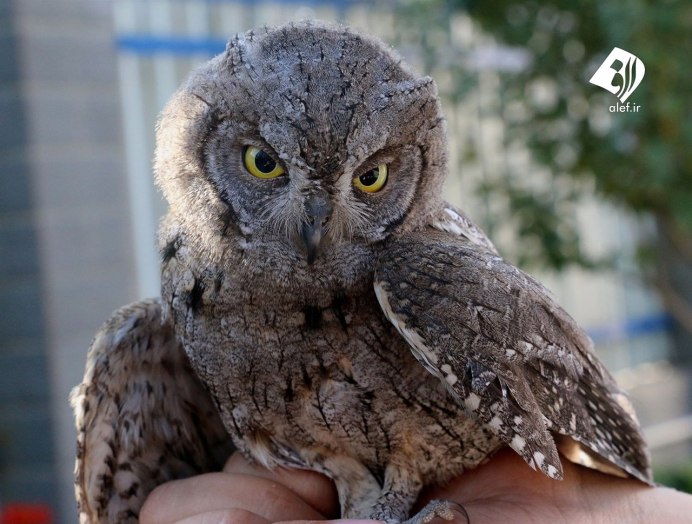 Западноафриканский Филин