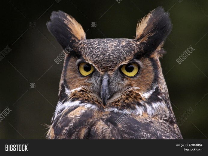 Слепая Сова Зевс