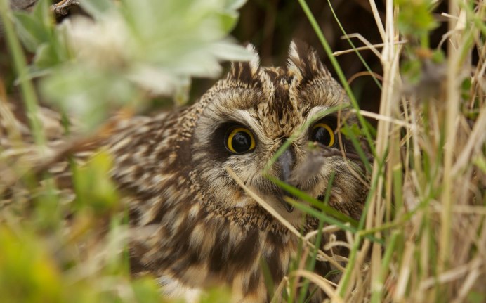 Презрительный взгляд Совы