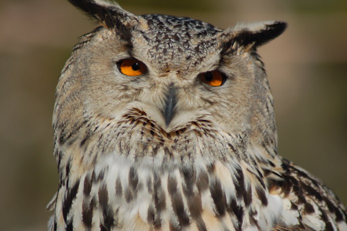 Сова симметрия