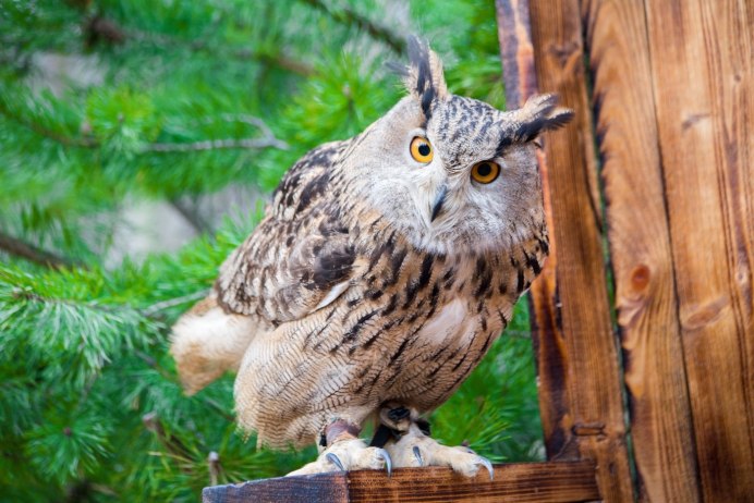 Хмурая Сова