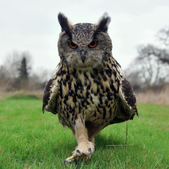 Большая рогатая Сова