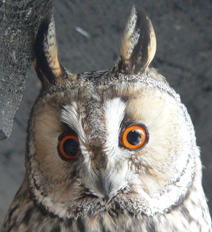 Сова улыбается