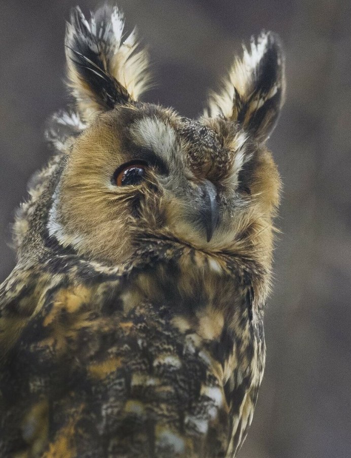 Виргинский Филин