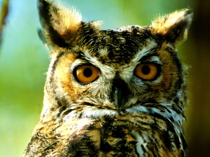 Малайская неясыть