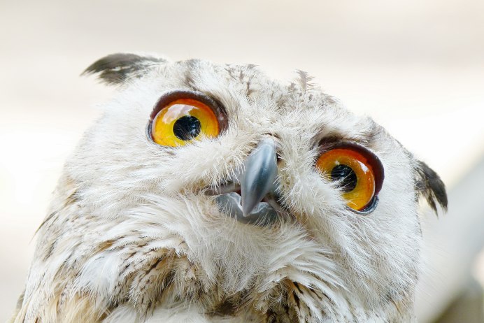 Малая ушастая Сова