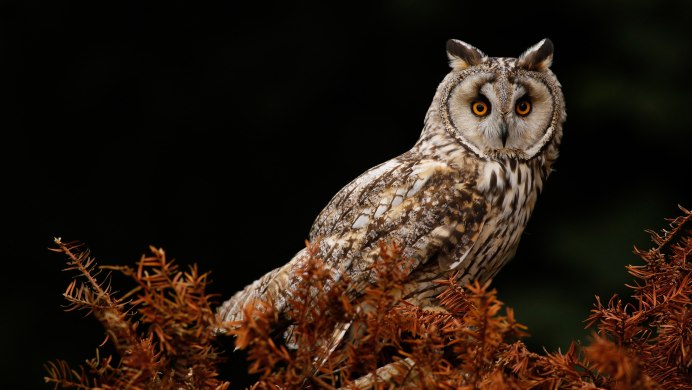 Забавные птицы