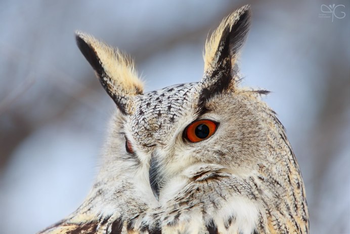 Филин и Сова