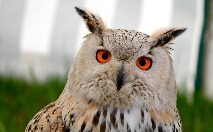 Сова сплюшка белая