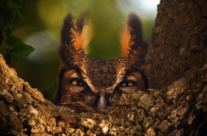 Байгуш птица