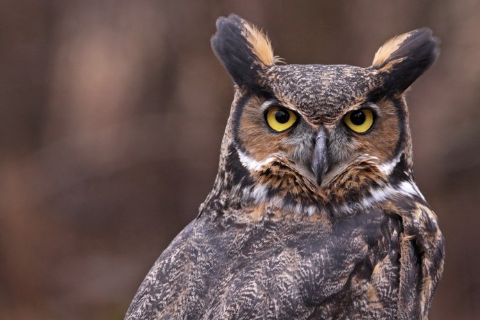 Филин Bubo Bubo в ХМАО