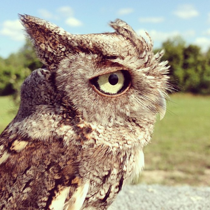 Соломонская ушастая Сова