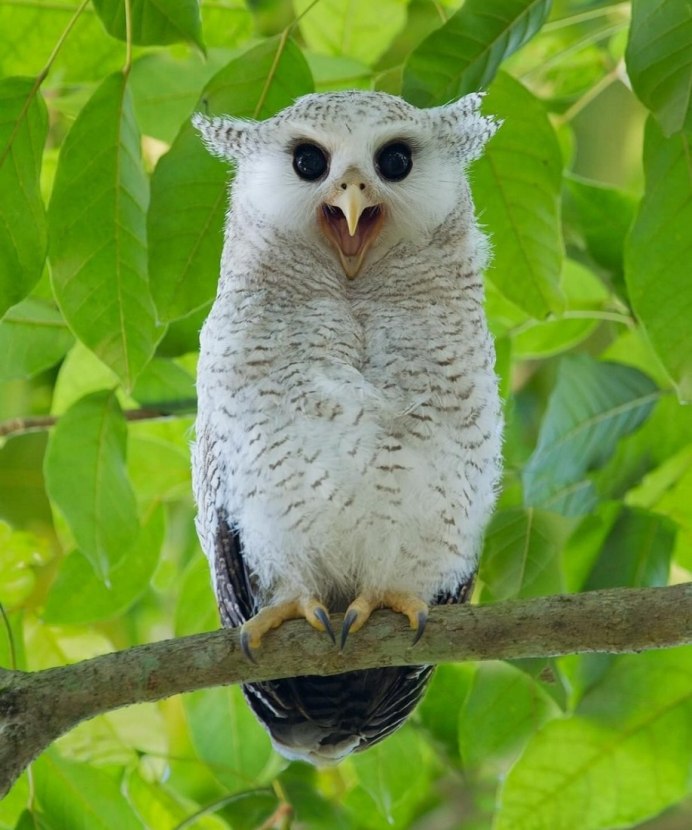 Сова породы Филин