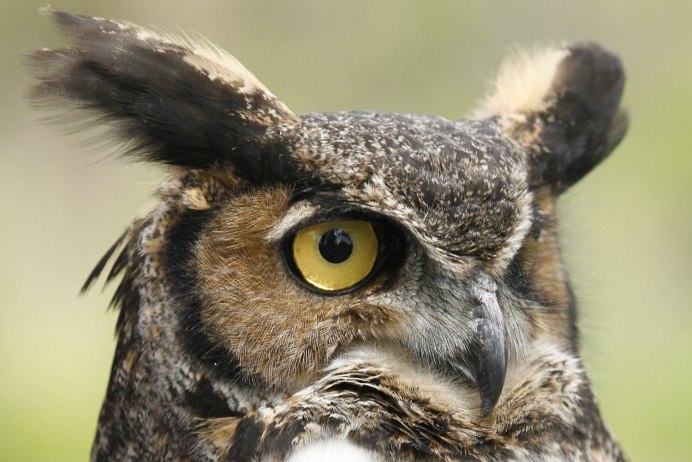 Полярная ушастая Сова