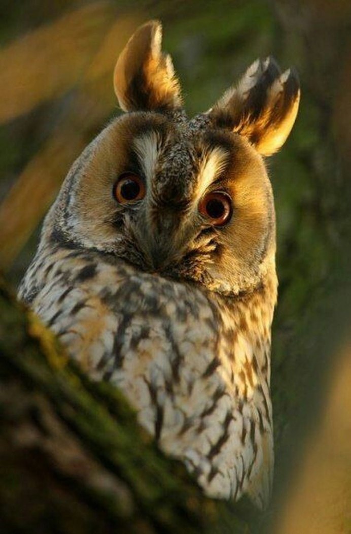 Филин Бубо Бубо фото