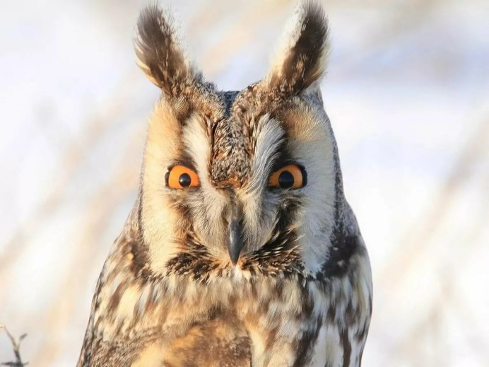 Виргинский Филин клюв