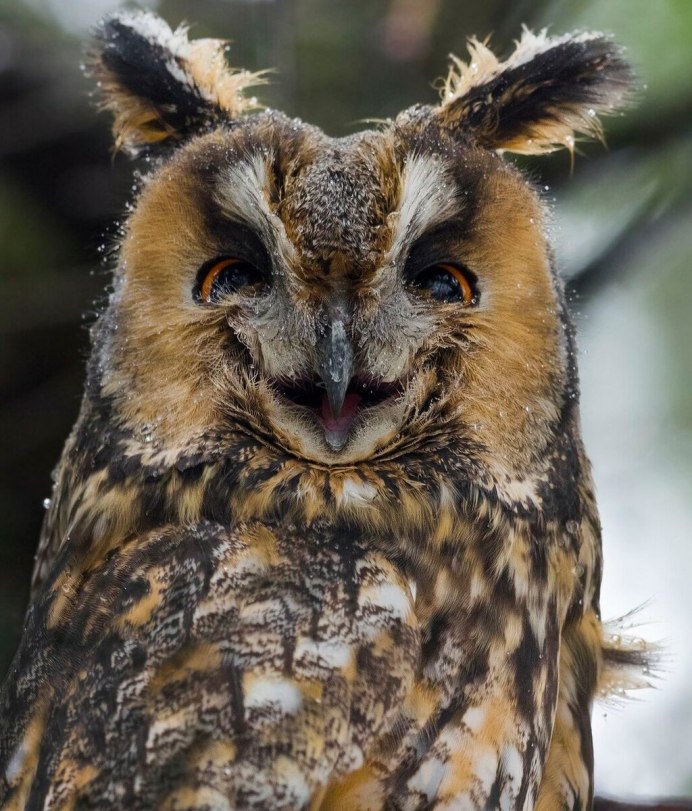 Западная малая ушастая Сова